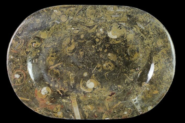 Fossil Orthoceras & Goniatite Oval Plate - Stoneware #140230